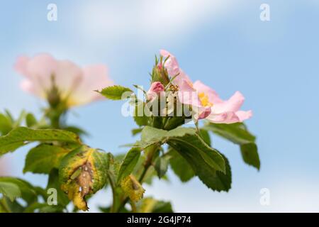 Hagebuttenblume. Blühender Hagebuttenbusch an einem sonnigen Sommertag, Nahaufnahme. Zart rosa Blüten auf einem Zweig von Hagebutten. Stockfoto