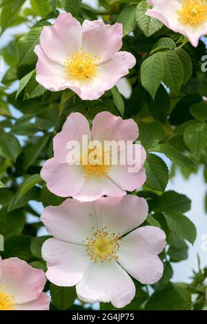 Hagebuttenblume. Blühender Hagebuttenbusch an einem sonnigen Sommertag, Nahaufnahme. Zart rosa Blüten auf einem Zweig von Hagebutten. Stockfoto