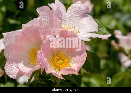 Hagebutte Blume nach Regen. Blühender Hagebuttenbusch an einem sonnigen Sommertag, Nahaufnahme. Zart rosa Blüten auf einem Zweig von Hagebutten. Sommerliche Hagebutten Stockfoto