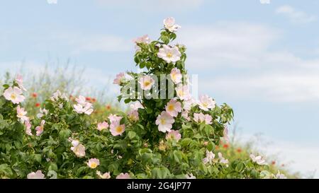 Hagebutte Blume nach Regen. Blühender Hagebuttenbusch an einem sonnigen Sommertag, Nahaufnahme. Zart rosa Blüten auf einem Zweig von Hagebutten. Sommerliche Hagebutten Stockfoto