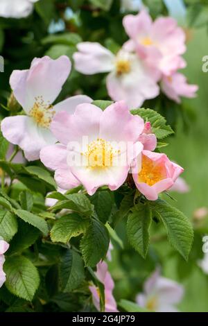 Hagebutte Blume nach Regen. Blühender Hagebuttenbusch an einem sonnigen Sommertag, Nahaufnahme. Zart rosa Blüten auf einem Zweig von Hagebutten. Sommerliche Hagebutten Stockfoto