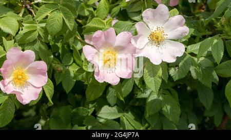 Hagebuttenblume. Blühender Hagebuttenbusch an einem sonnigen Sommertag, Nahaufnahme. Zart rosa Blüten auf einem Zweig von Hagebutten. Stockfoto