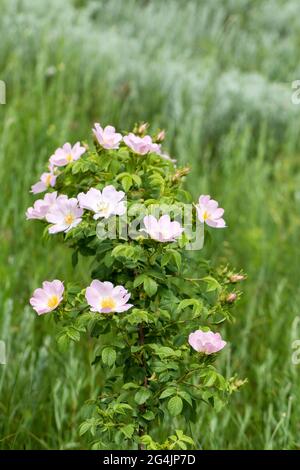 Hagebuttenblume. Blühender Hagebuttenbusch an einem sonnigen Sommertag, Nahaufnahme. Zart rosa Blüten auf einem Zweig von Hagebutten. Stockfoto