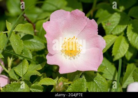 Hagebutte Blume nach Regen. Blühender Hagebuttenbusch an einem sonnigen Sommertag, Nahaufnahme. Zart rosa Blüten auf einem Zweig von Hagebutten. Sommerliche Hagebutten Stockfoto