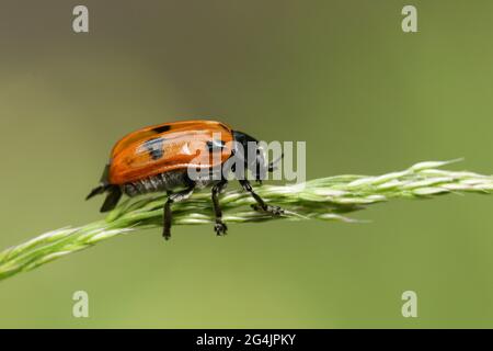 Ein Vierfleckiger Blattkäfer, Clytra quadripunctata, auf Grassamen in einer Waldlichtung. Stockfoto