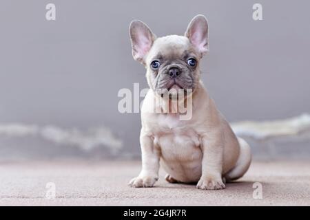 Kleiner, lila, bunter französischer Bulldogge Hund mit großen, lustigen blauen Augen, die vor einer grauen Wand mit Kopierraum sitzen Stockfoto