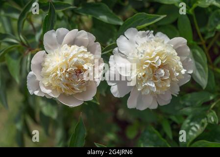 Pfingstrose-Fee in Lotusform. Üppige Blütenstände werden aus zarten halbdoppelten Blüten gebildet, die eine raffinierte Weiblichkeit verkörpern. Großes zartes Rosa Stockfoto