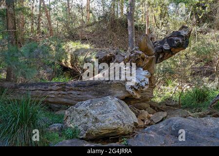 Große umgestürzte Bäume und Felsen an einem Bachufer in der subtropischen Waldumgebung eines Nationalparks Stockfoto