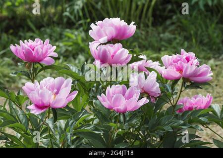 Peony Sea Shell (Chinesische Peony 'Sea Shell', Paeonia lactiflora 'Sea Shell'). Eine laktisch-blühende, mittelblühende Pfingstrose. Starke krautige Staude. T Stockfoto