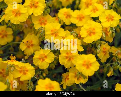 Gelbe Blüten von Helianthemum Felsenrose, Sorte Ben Fhada Stockfoto