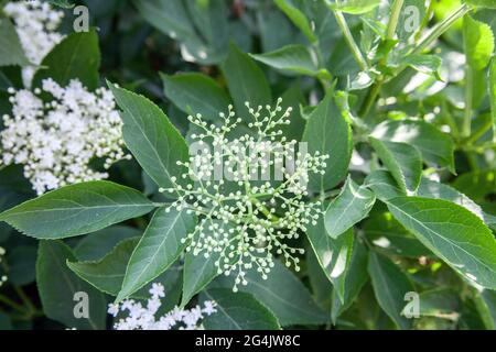 Holunderblüten (sambucus nigra) Cluster Sambucus (Holunder oder Holunderbeere) Blüten und Knospen Stockfoto