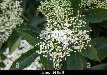 Holunderblüten (sambucus nigra) Cluster Sambucus (Holunder oder Holunderbeere) Blüten und Knospen Stockfoto