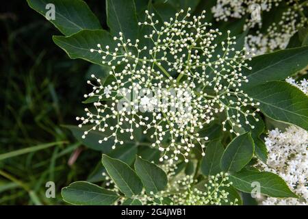 Holunderblüten (sambucus nigra) Cluster Sambucus (Holunder oder Holunderbeere) Blüten und Knospen Stockfoto