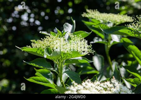 Holunderblüten (sambucus nigra) Cluster Sambucus (Holunder oder Holunderbeere) Blüten und Knospen Stockfoto