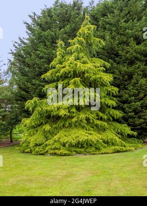 Goldene Deodar-Zeder in einem Garten Stockfoto