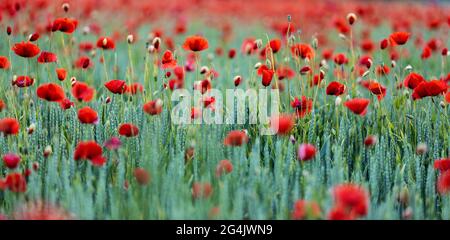 Rote Mohnblumen zwischen Weizen Stockfoto