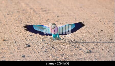 Vogelbeobachtung ist in Südafrika sehr lohnend Stockfoto