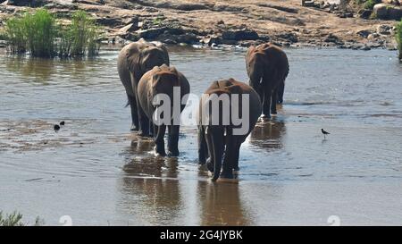 Elefantenfamilie beim Überqueren des Sabi-Flusses im Kruger Park, Südafrika Stockfoto