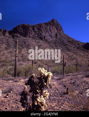 Saguaro und springende Cholla-Kakteen vor dem Picacho Peak mit klarem blauen Himmel Stockfoto