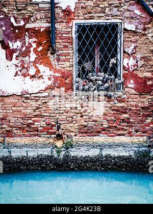 Pflanze an einem Fenster auf einem roten Vorderhaus Ziegelsteine in Venedig Stockfoto