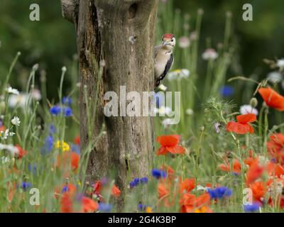 Specht, der sich in einem Fleck wilder Blumen ernährt Stockfoto