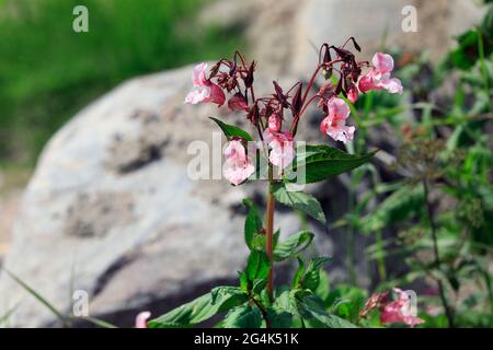 Impatiens glandurifera, Himalaya-Balsam, ist eine große einjährige Pflanze, die im Himalaya beheimatet ist. Sie gilt in vielen Gebieten als invasive Art. Stockfoto