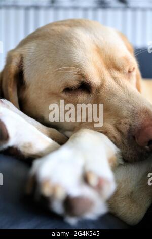 Schlafender labrador Retriever Stockfoto