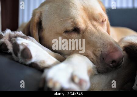 Schlafender labrador Retriever Stockfoto