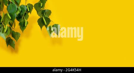 Blühende Birke Äste auf gelbem Hintergrund, mit Platz für Text. Zweig der Birke mit grünen Blättern und Kätzchen Stockfoto