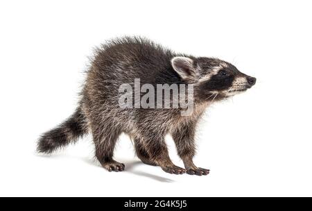 Drei Monate alter junger Waschbär, der isoliert vor dem Hotel steht Stockfoto