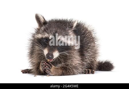 Junge Waschbär beim Essen, isoliert auf Weiß Stockfoto