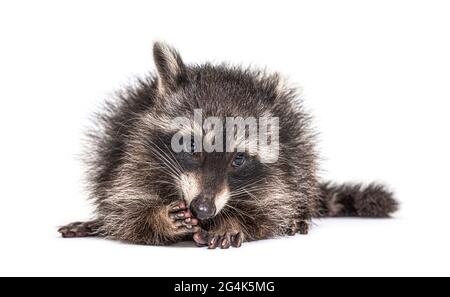 Junge Waschbär beim Essen, isoliert auf Weiß Stockfoto