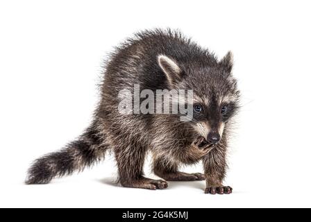 Junge Waschbär beim Essen, isoliert auf Weiß Stockfoto