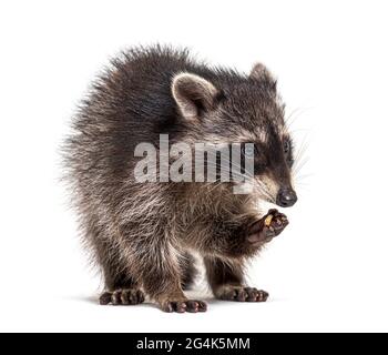 Junge Waschbär beim Essen, isoliert auf Weiß Stockfoto