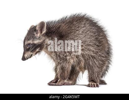 Seitenansicht eines stehenden Young Raccoon, isoliert Stockfoto