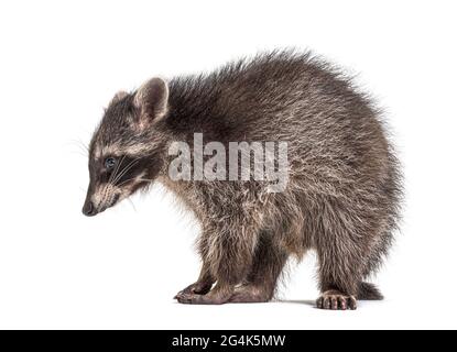 Portrait Seitenansicht eines Waschbär, der isoliert nach unten schaut Stockfoto