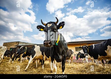 Kühe in freier Tierhaltung züchten. Kuhstall. Viehkuhfarm. Herde schwarz-weißer Kühe schauen mit Interesse auf die Kamera. Stockfoto