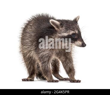 Waschbär, der vorne steht, isoliert auf Weiß Stockfoto