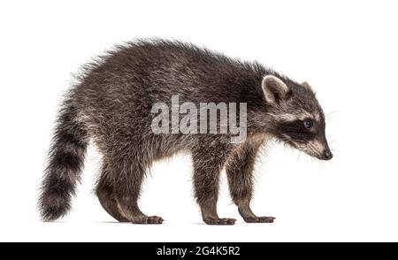 Seitenansicht eines stehenden Young Raccoon, isoliert Stockfoto