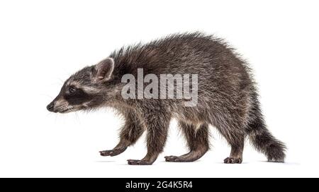 Seitenansicht eines stehenden Young Raccoon, isoliert Stockfoto