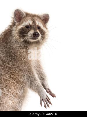 Roter Waschbär im Stehen, isoliert auf Weiß Stockfoto