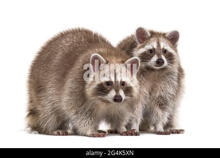 Zwei rote Waschbären sitzen zusammen, isoliert auf Weiß Stockfoto