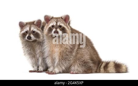 Zwei rote Waschbären sitzen zusammen, isoliert auf Weiß Stockfoto