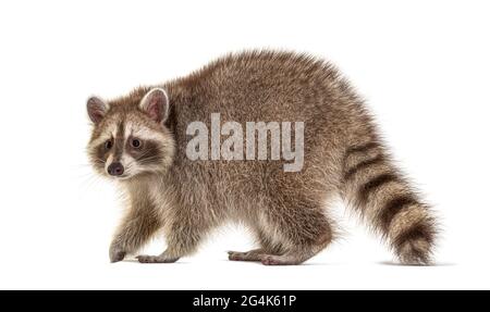 Seitenansicht, Raccoon zu Fuß entfernt, isoliert auf weiß Stockfoto