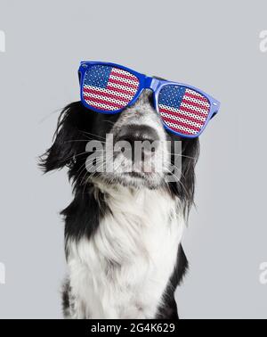 Unabhängigkeitstag 4. juli Grenze Collie Hund. Isoliert auf grauem Hintergrund Stockfoto