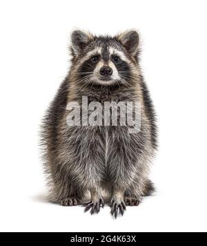 Der junge Raccoon steht vor der Kamera Isoliert auf Weiß Stockfoto