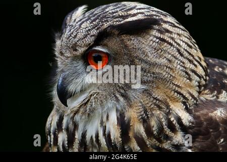 Adlerkauz Bubo bubo in der Nähe Stockfoto