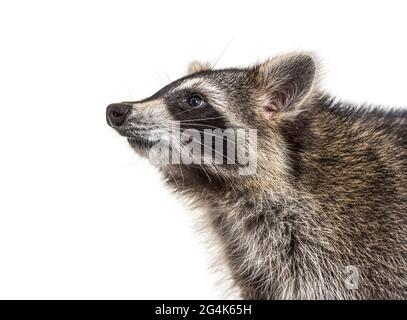 Seitenansicht Nahaufnahme eines drei Monate alten jungen Waschbär vor dem Hotel, isoliert Stockfoto