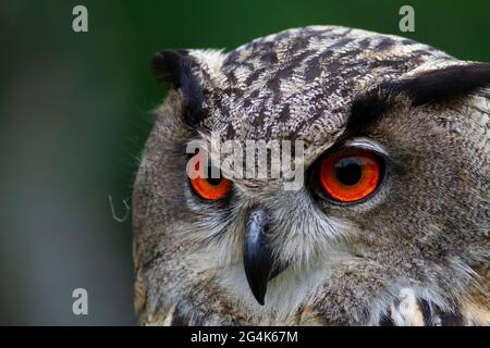 Adlerkauz Bubo bubo in der Nähe Stockfoto