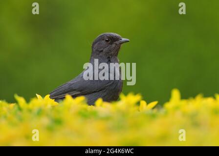 Nördlicher Schwarzflieger - Melaenornis edolioides, schöner ganz schwarzer Singvögel aus afrikanischen Wäldern und Wäldern, Awassa, Äthiopien. Stockfoto
